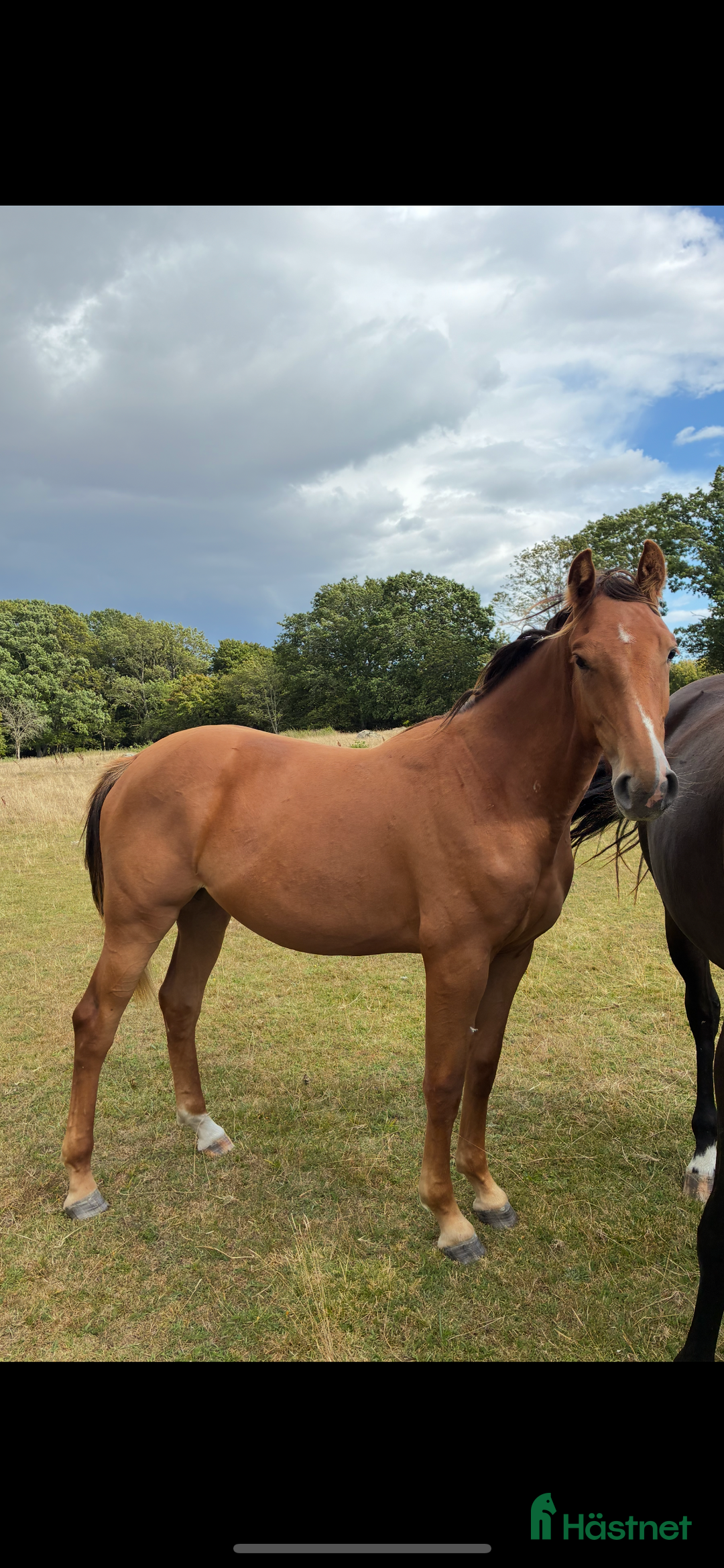 Hoppning hästar till salu: SWB 3åring  i Knislinge - Annons 2