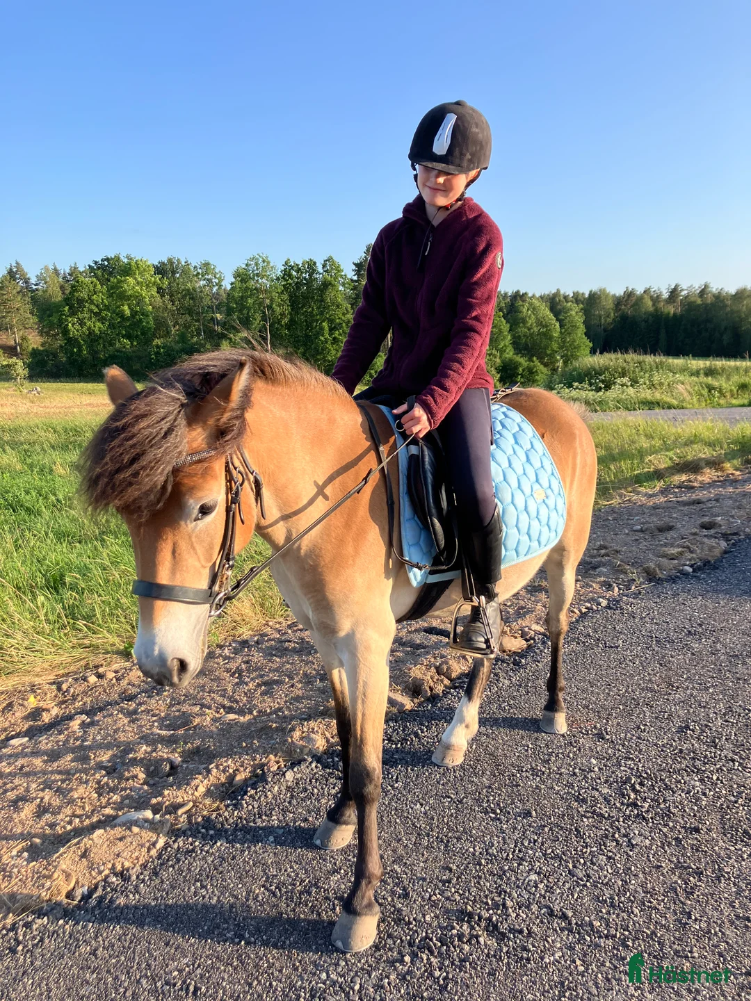 Allround hästar till salu: En stjärna är till salu  i Nykil - Annons 4