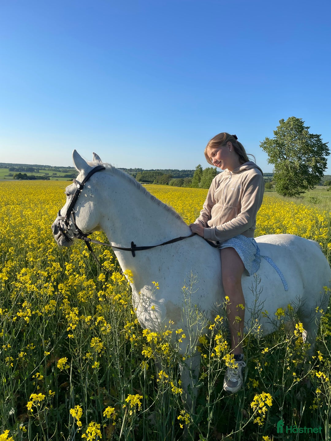 Hoppning hästar till salu: Snäll och rolig C-ponny i Hurva - Annons 1