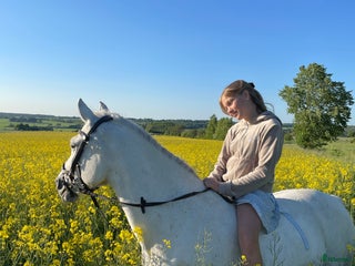 hästar Snäll och rolig C-ponny i Hurva - Annons 17