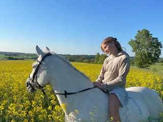 hästar Snäll och rolig C-ponny i Hurva - Annons 11