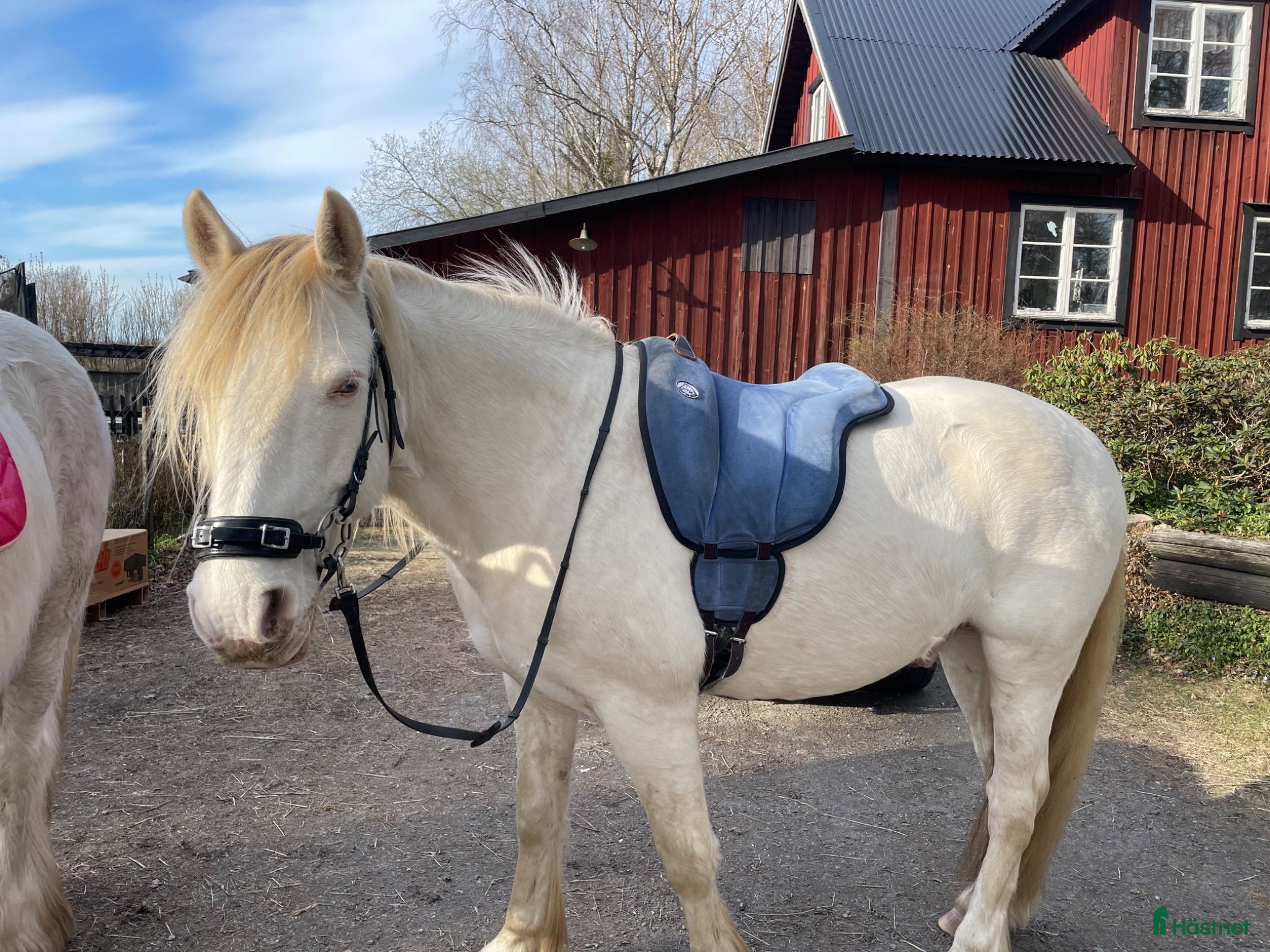  hästar Vacker sagohäst söker människa med hjärta - Annons 4