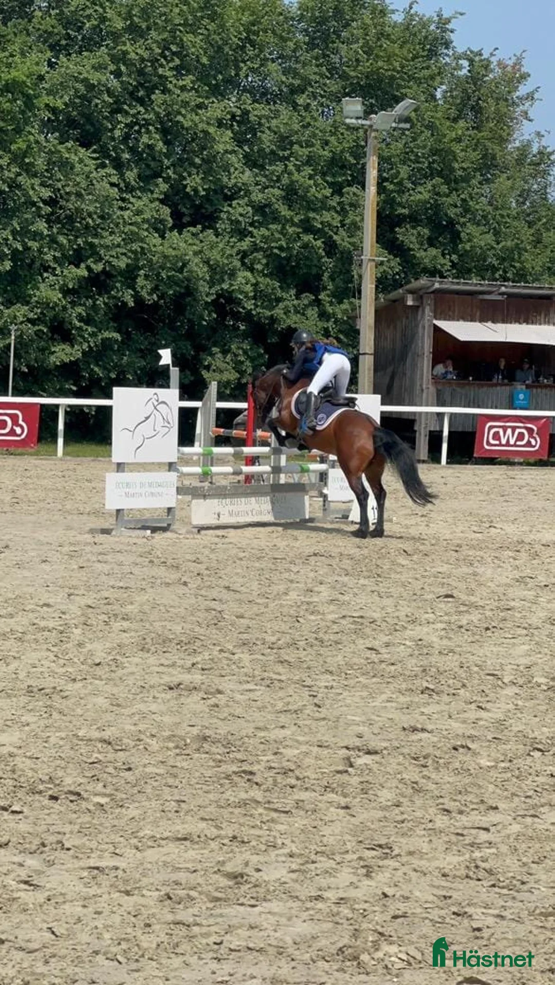 Hoppning hästar till salu: Competitive 138 C Schoolmaster Pony in France  i Stockholm - Annons 11