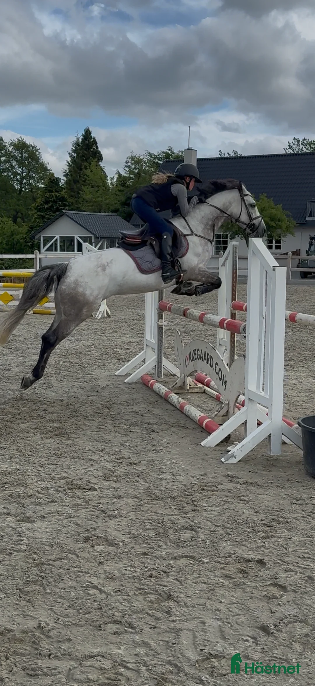 Hoppning hästar till salu: Min bedste ven kan blive din - Annons 3