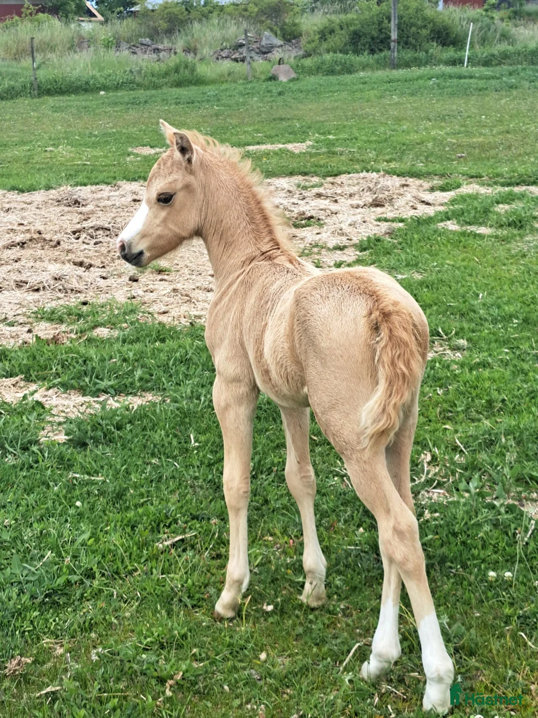 Allround hästar till salu: När kvalite får avgöra i Löttorp - Annons 5