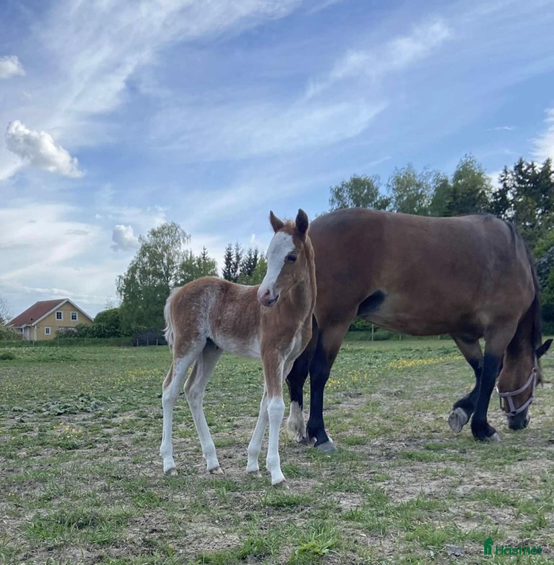 Övrigt hästar till salu: Vackert Welsh Mountain sto i Knivsta - Annons 4