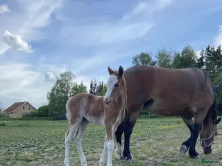 hästar Vackert Welsh Mountain sto - Annons 15