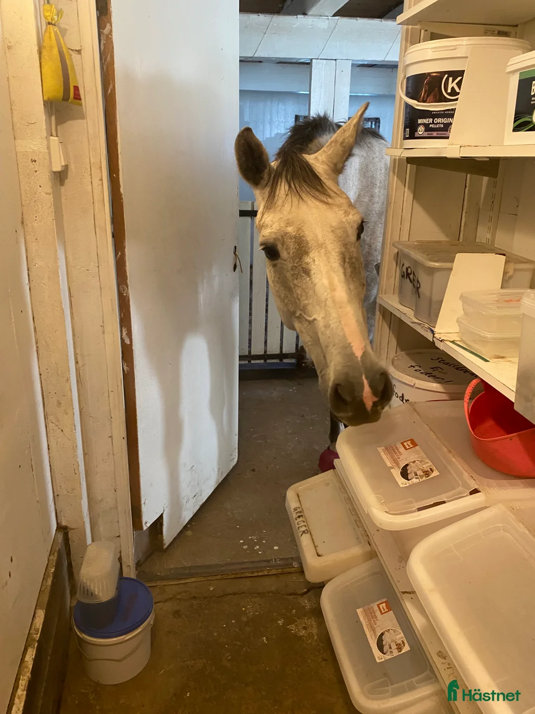  medryttarhäst finnes: Söker medryttare - Annons 3