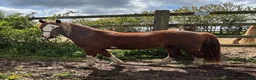 Allround hästar till salu: Snygg valack ! - Annons 4