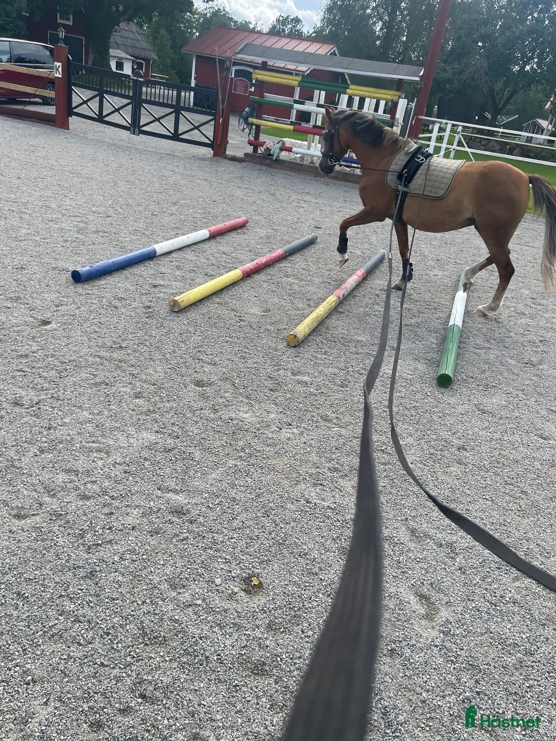 Allround hästar till salu: Sockersöt dressyrinriktad B-ponny till salu - Annons 4