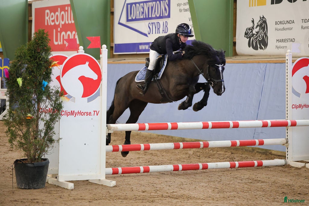 Hoppning hästar till salu: En riktig drömponny - Annons 1