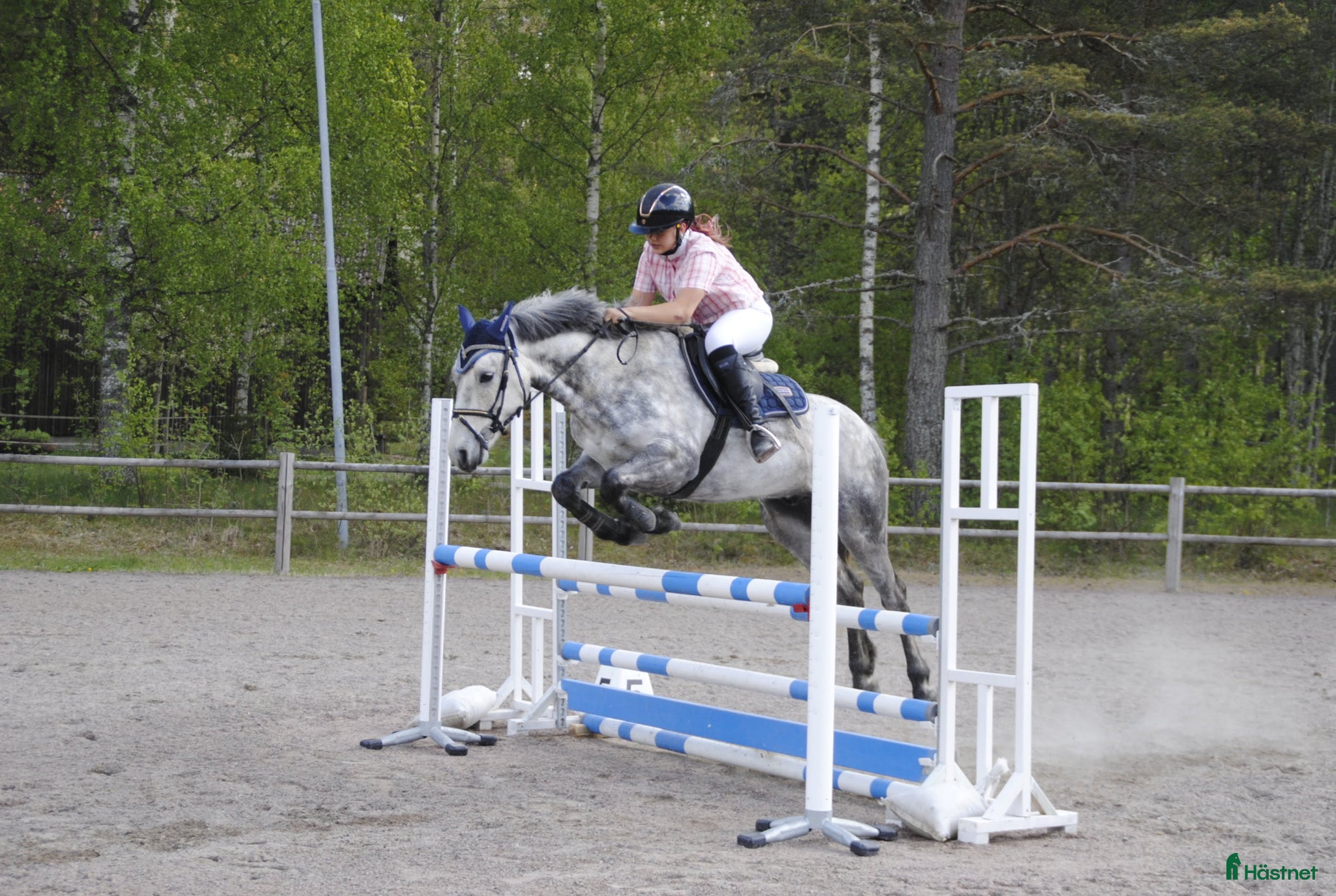 Allround hästar till salu: Sportponny - Annons 1