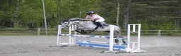 Allround hästar till salu: Sportponny - Annons 1