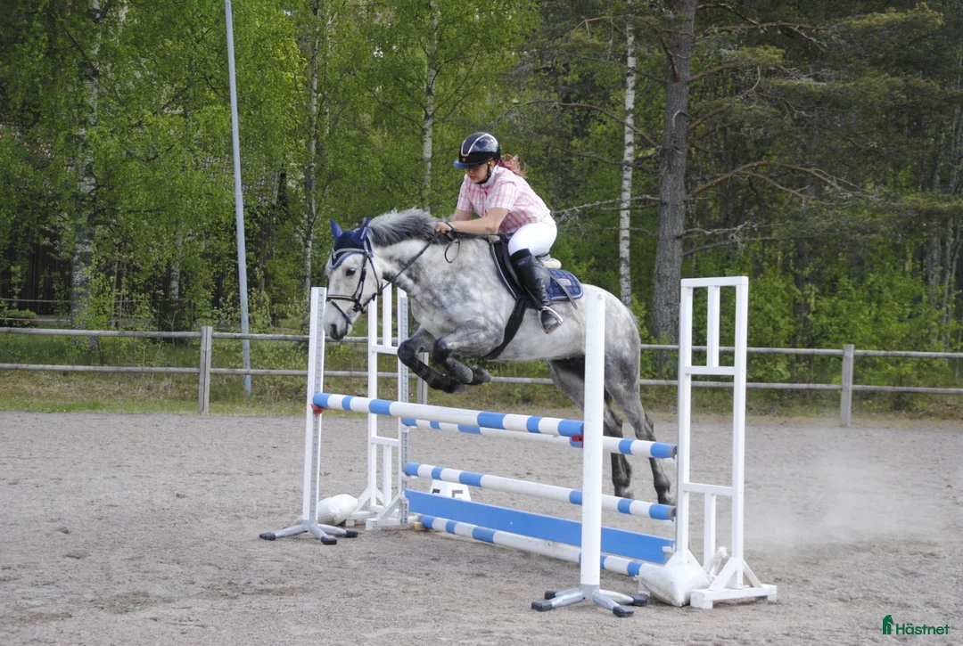 Allround hästar till salu: Sportponny - Annons 1