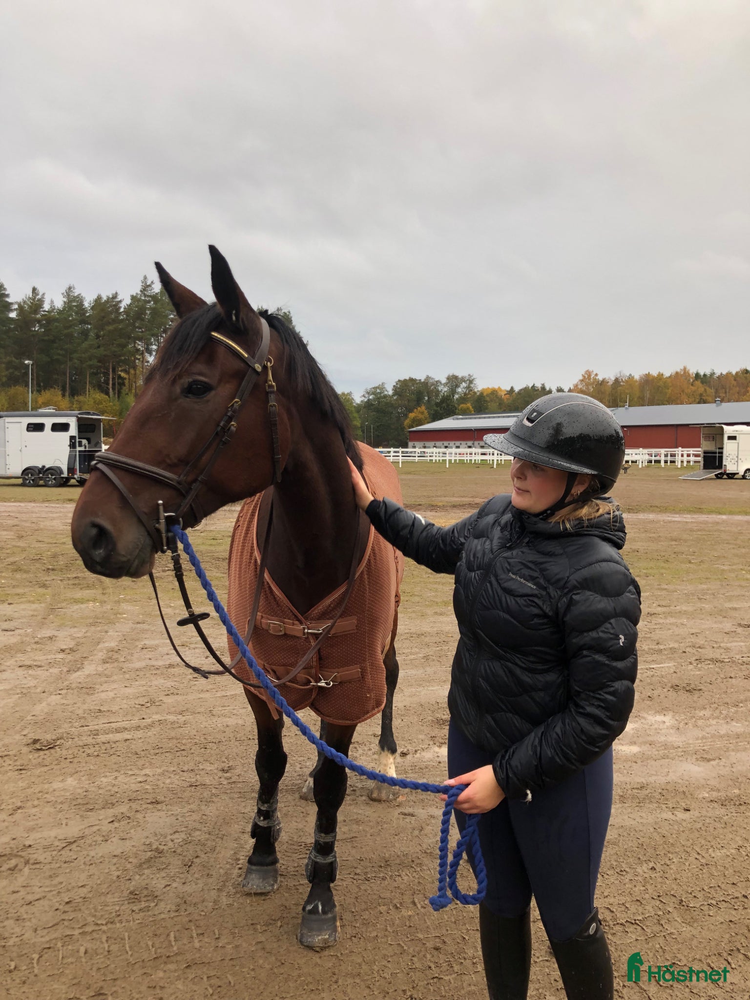  foderhäst Foder häst sökes för ev senare köp - Annons 2