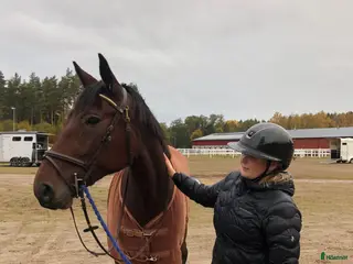 foderhäst Foder häst sökes för ev senare köp - Annons 2