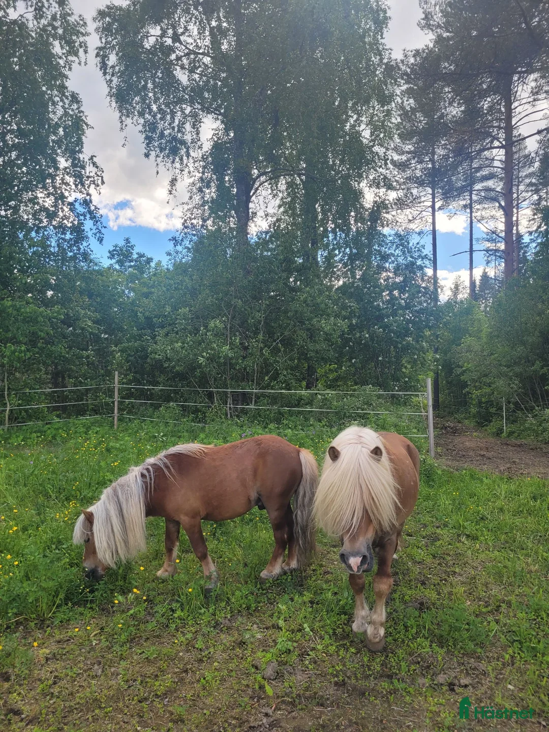 Sällskap hästar till salu: Två trevliga shetlandsponnyhingstar söker nytt hem - Annons 2