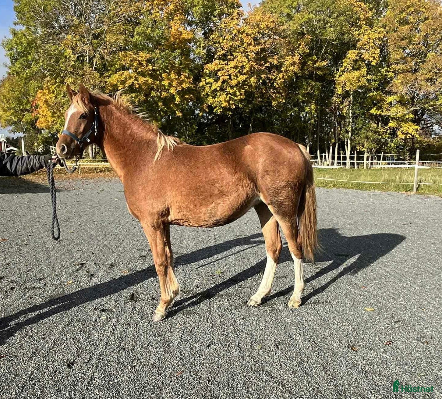  hästar Lovande Welsh partbred sto  i Väddö - Annons 14