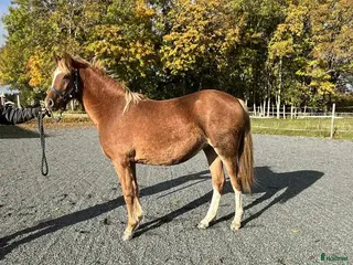hästar Lovande Welsh partbred sto i Väddö - Annons 4