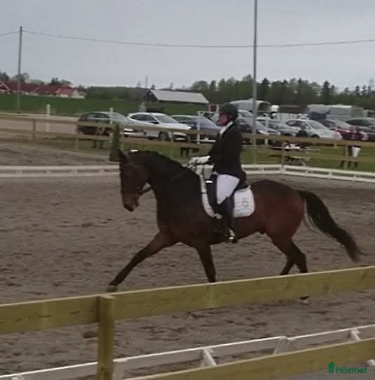  hästar Tant- Fritid- Familjehäst. - Annons 2