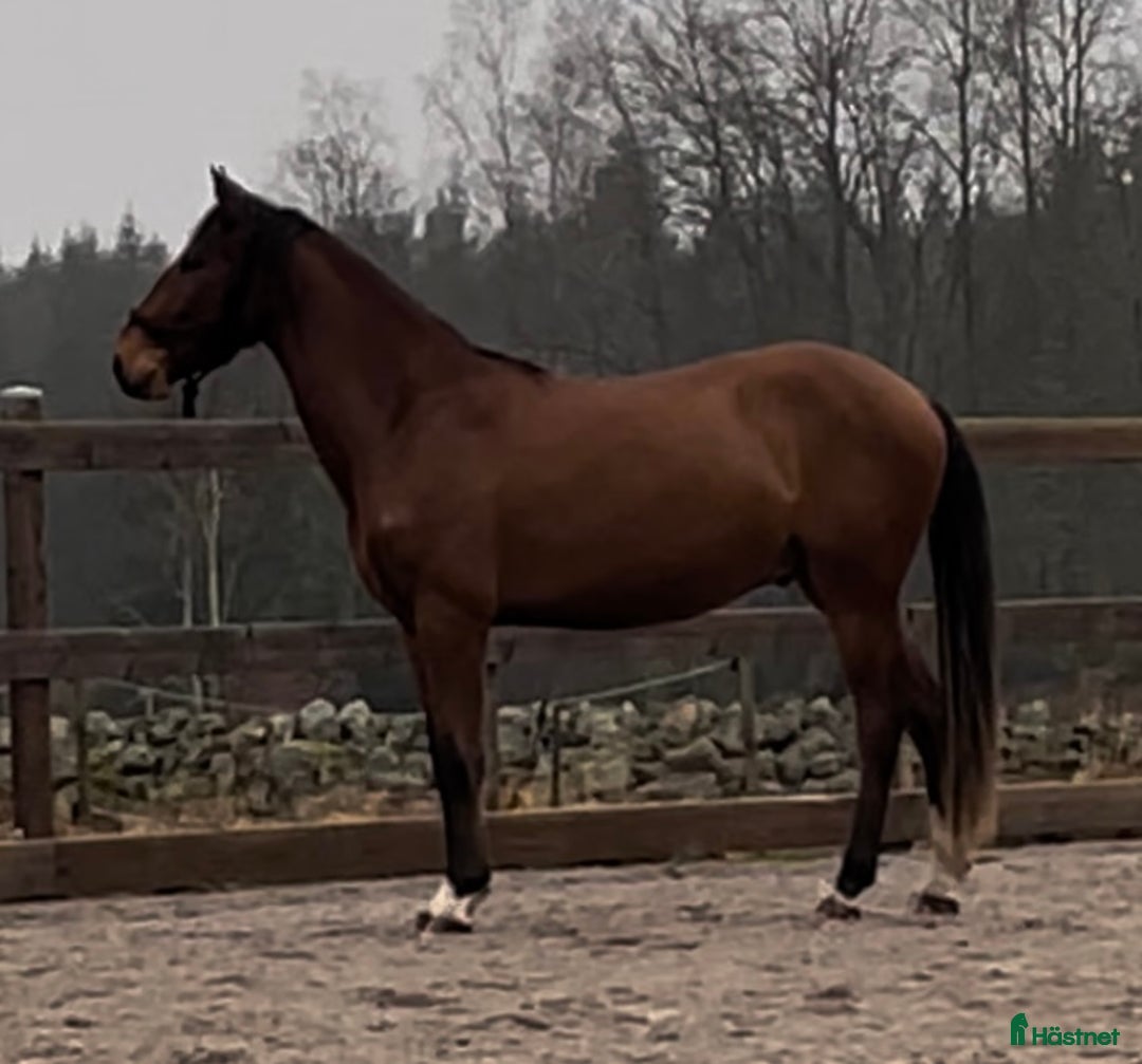  hästar Amor Vincit Omnia, även kallad Ville - Annons 14