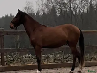 hästar Amor Vincit Omnia, även kallad Ville - Annons 13