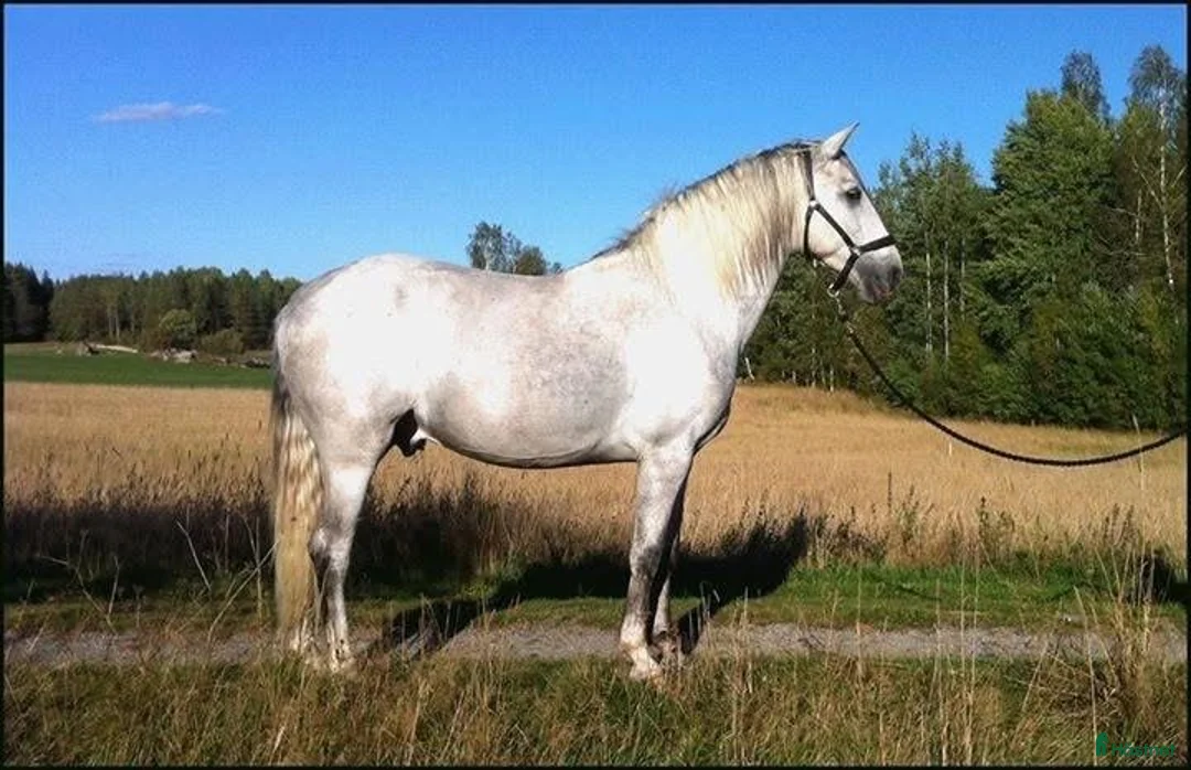 Avelshästar hästar till salu: Avelsgodkänd PRE-hingst med Cartujanolinjer - Annons 2