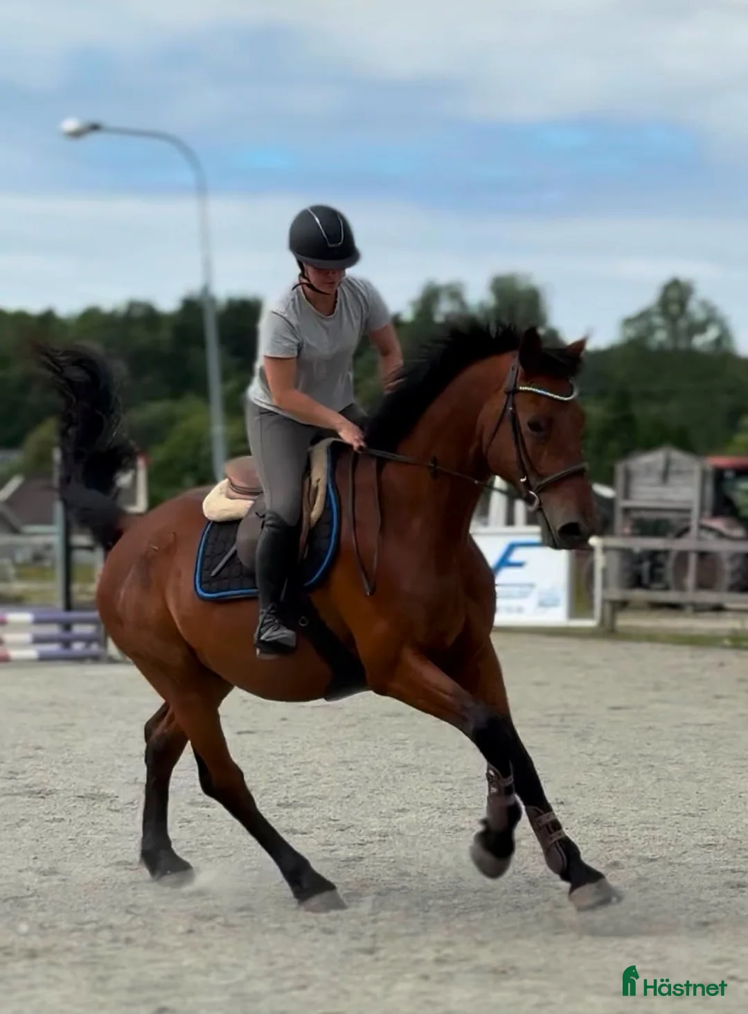 Allround hästar till salu: Hoppglad valack 7år 🌟 - BVSA - Annons 2