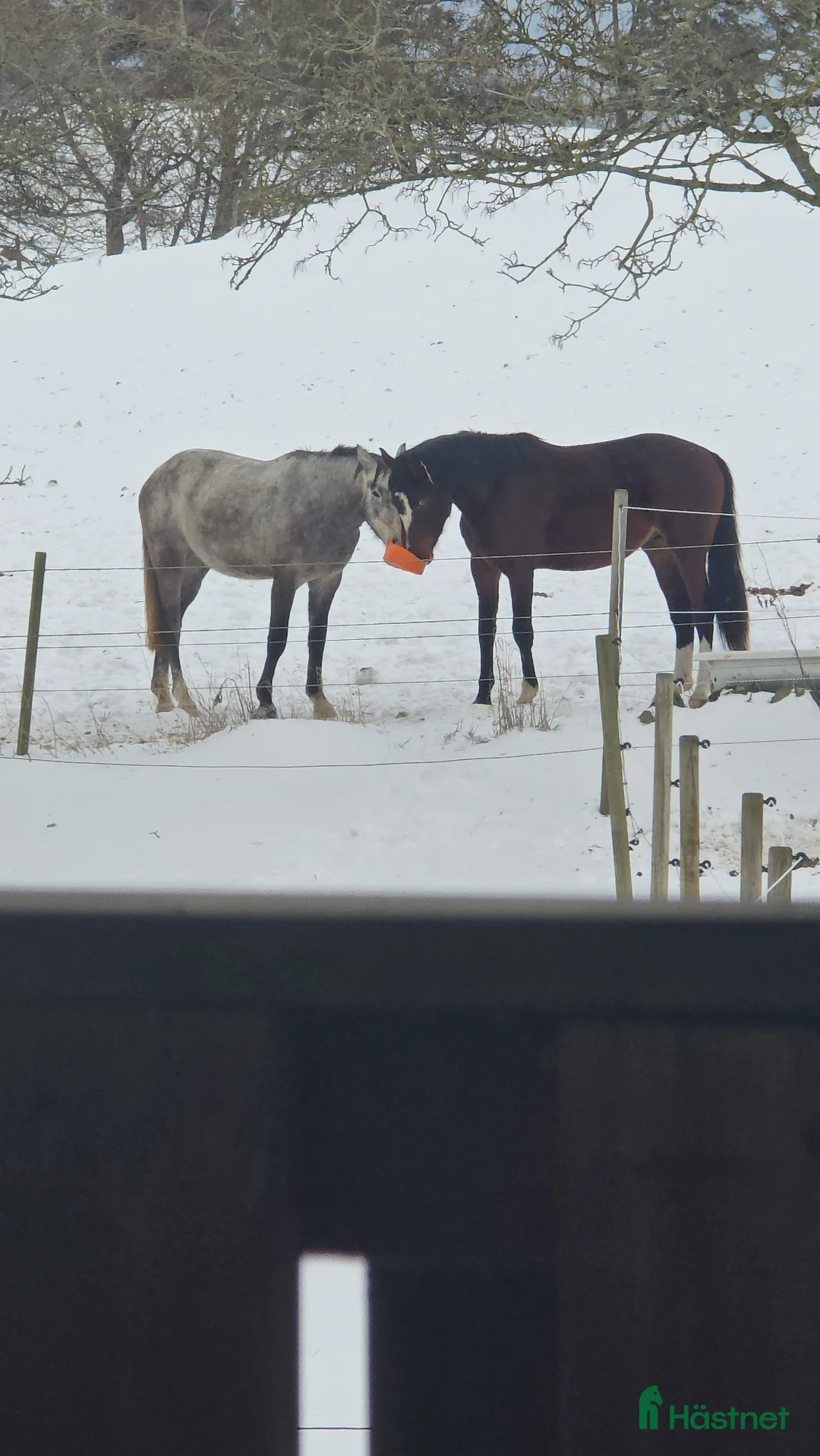  stallplats finnes: Lösdrifts platser  i Degeberga - Annons 3