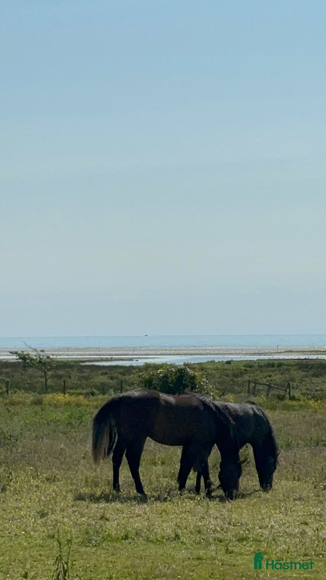  stallplats finnes: Lediga stallplatser!  i Tvååker - Annons 6