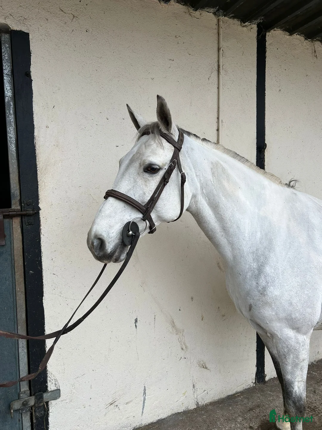 Allround hästar till salu: Alrounder/ Club Ponies i Vrigstad - Annons 12