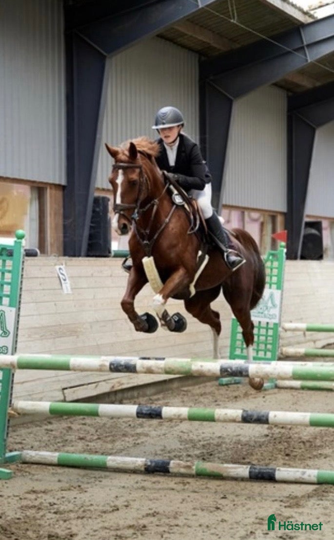  hästar Fantastisk springpony  - Annons 1