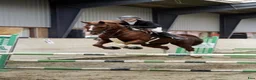 Hoppning hästar till salu: Fantastisk springpony  i Kastrup - Annons 1