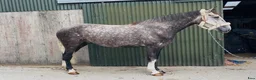 Allround hästar till salu: Irish Draught gelding 168cm - Annons 7