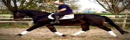 Allround hästar till salu: Rexon–10yo|170 Silesian Gelding|Family Horse - Annons 2