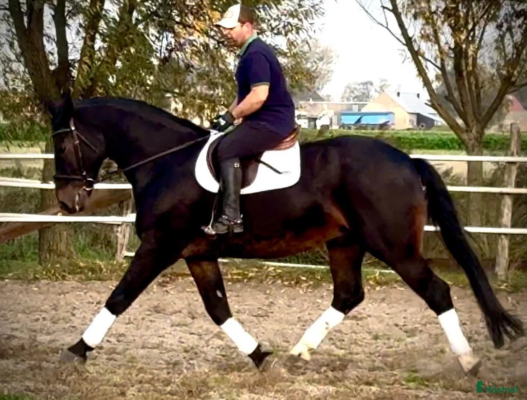 Allround hästar till salu: Rexon–10yo|170 Silesian Gelding|Family Horse - Annons 2