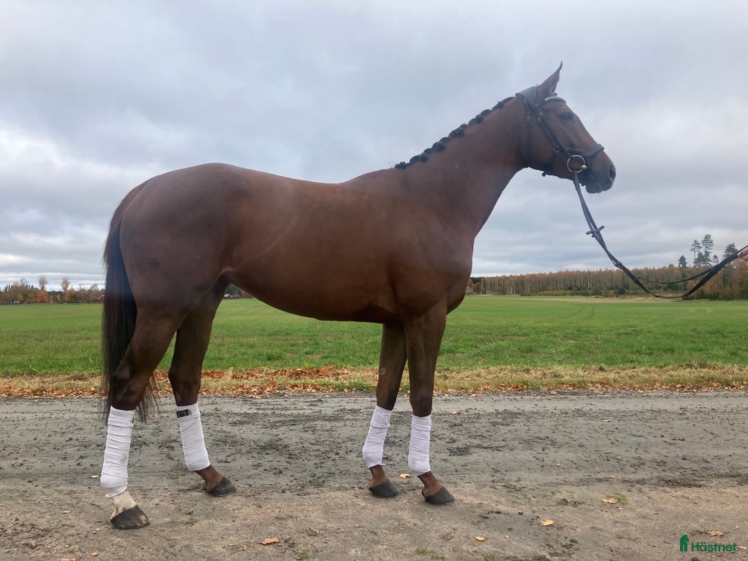 Allround hästar till salu: Fynd  i Skara - Annons 3