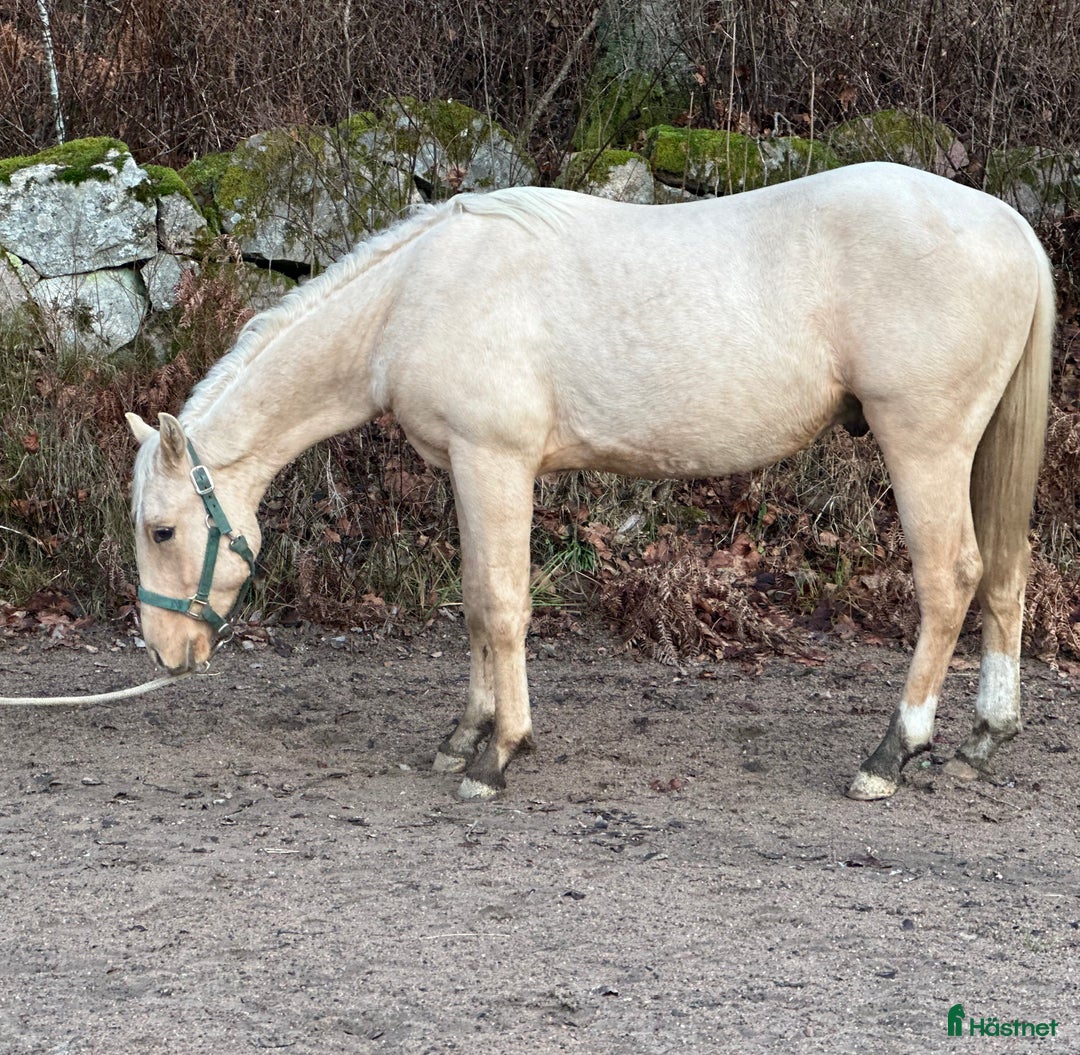Western hästar till salu: Drömhästen  i Bredared - Annons 3
