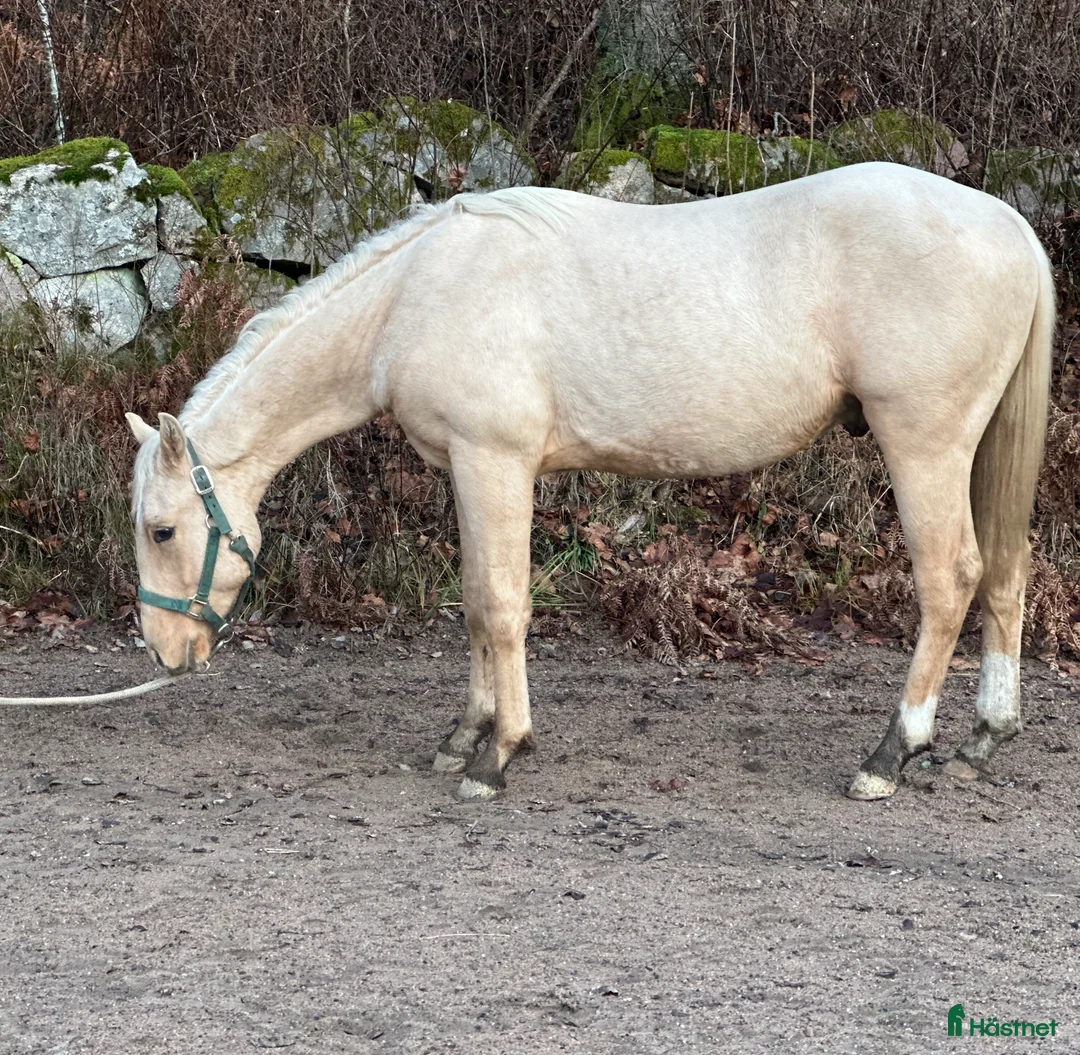 Western hästar till salu: Hingst och valack  - Annons 3