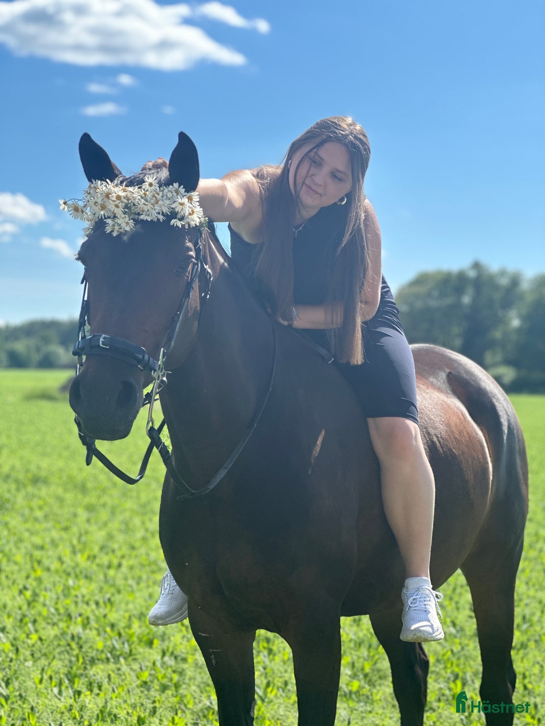 Allround hästar till salu: Vår prinsessa söker sin ryttare - hobbyhäst/avel i Västerås - Annons 5