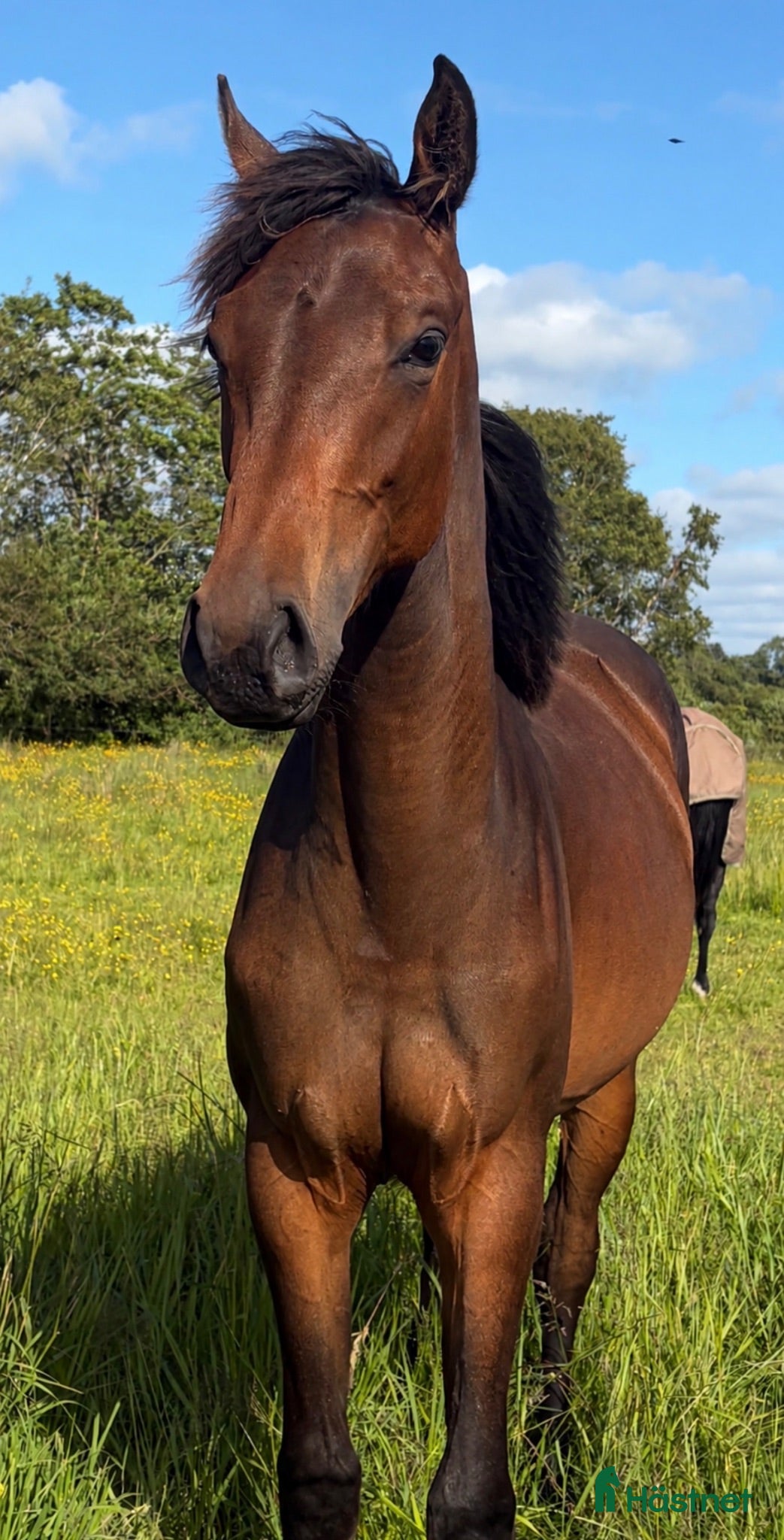  hästar Trevlig 1-åring e Heartbeat - Annons 4