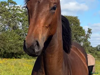 hästar Trevlig 1-åring e Heartbeat - Annons 4