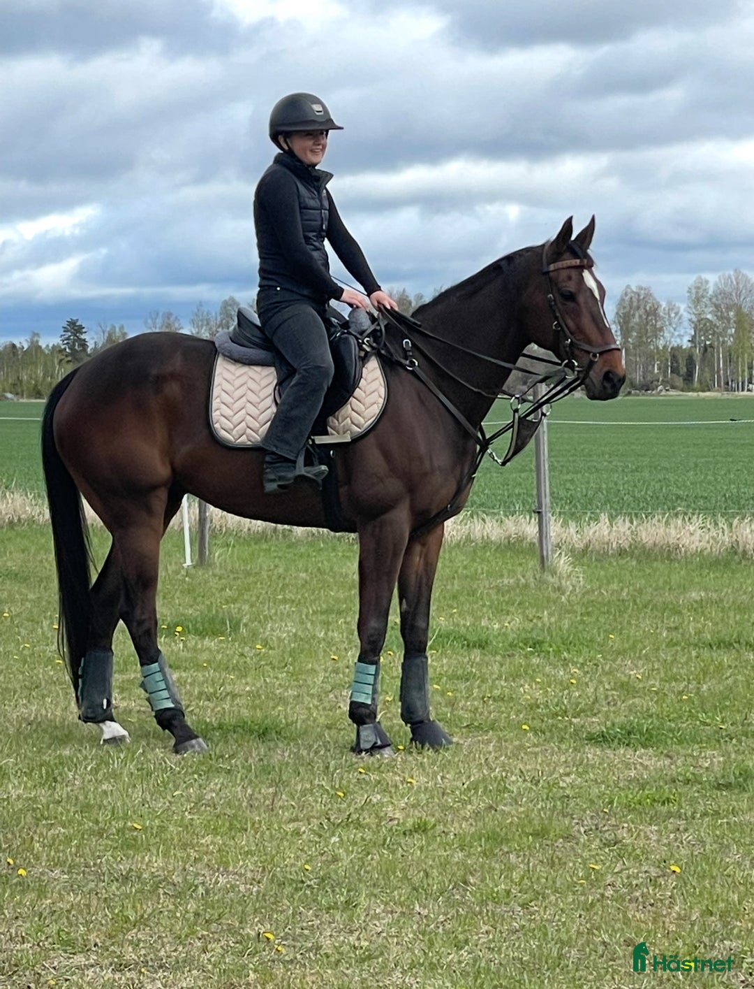 Fälttävlan hästar till salu: Atletiskt fullblodskille med fart och glöd i Enköping - Annons 2