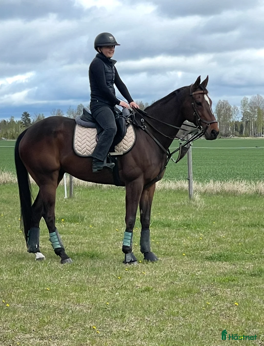 Fälttävlan hästar till salu: Atletisk fullblodskille med fart och glöd i Enköping - Annons 2