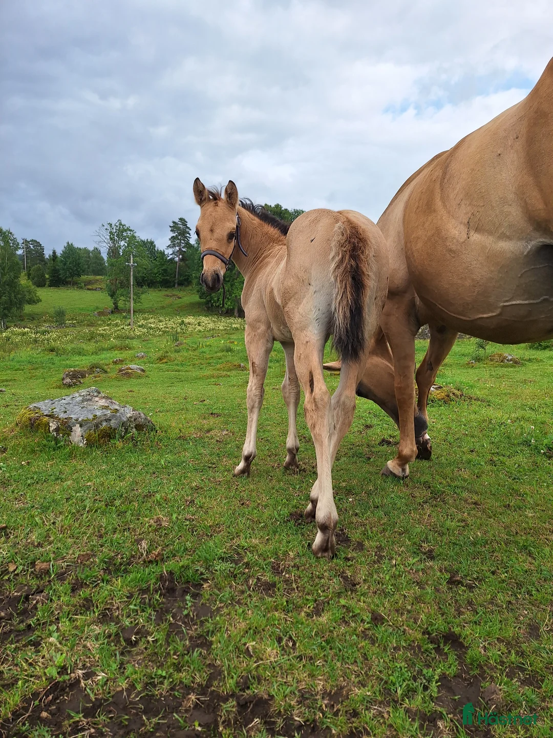 Western hästar till salu: Super Eddie söker nytt hem. - Annons 2