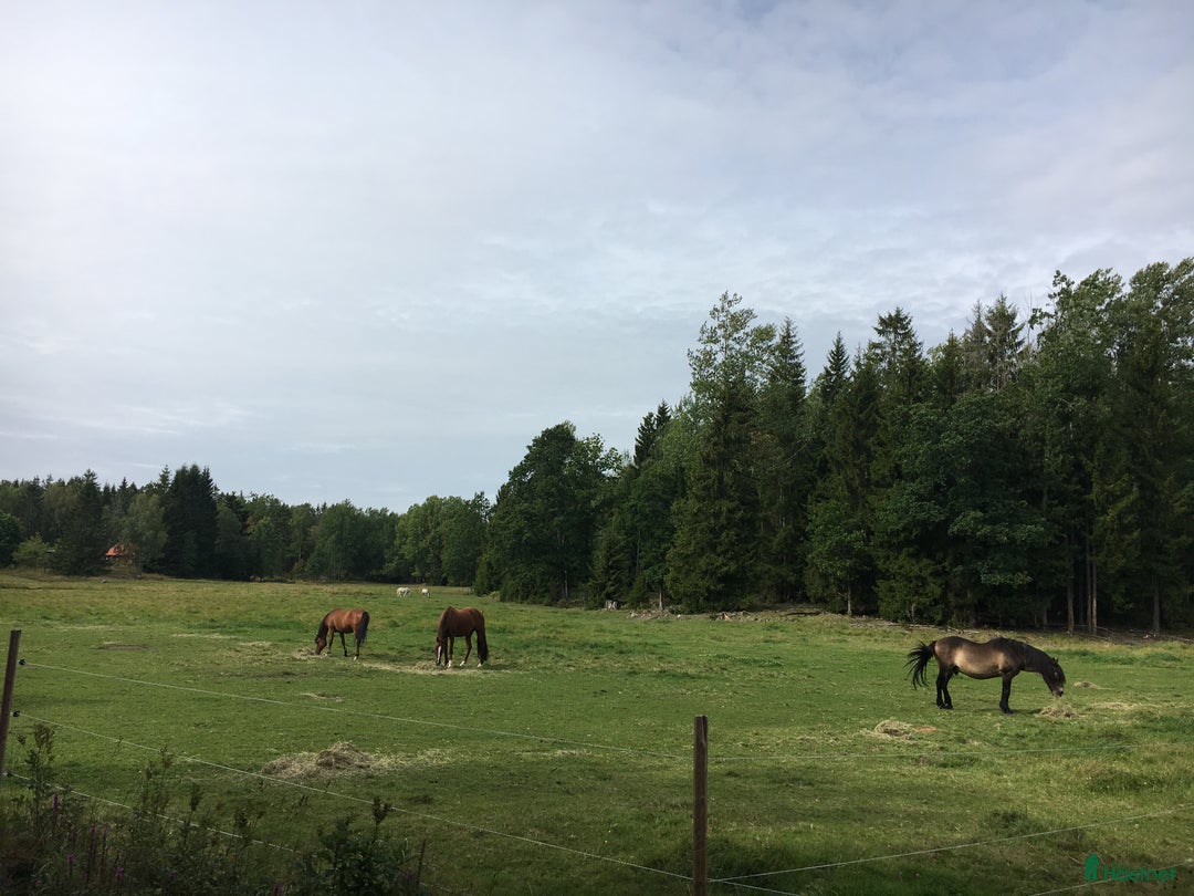  stallplats finnes: Ledig boxplats i Tungelsta - Bild 7