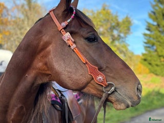 Träns hästutrustning till salu: Nytt western träns i Norrtälje - Annons 10