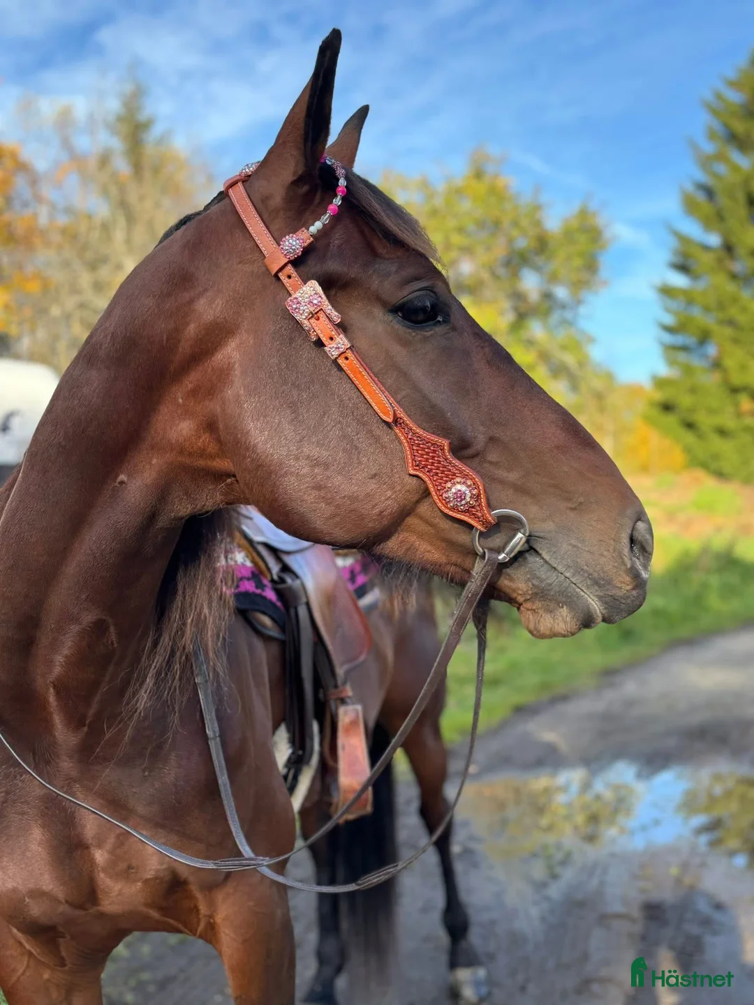 Träns hästutrustning till salu: Nytt western träns  - Annons 1