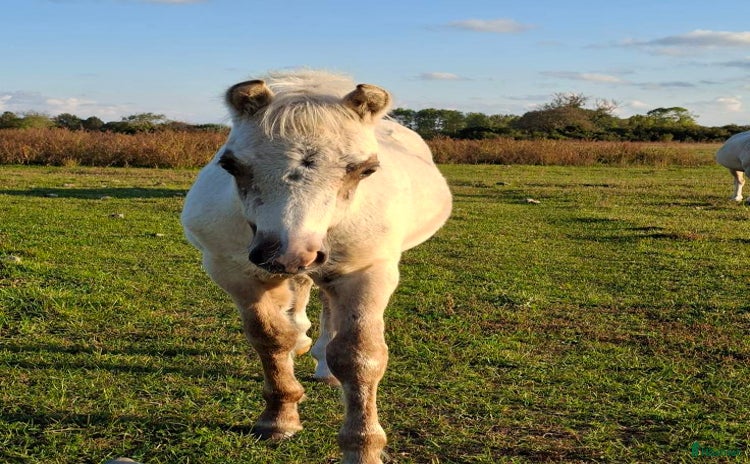  hästar i Löttorp - Annons 16