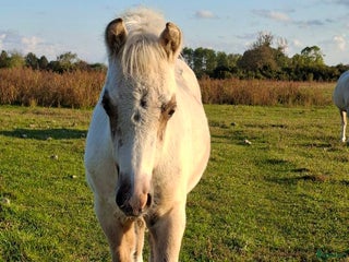 Allround hästar till salu: När kvalite får avgöra i Löttorp - Annons 1